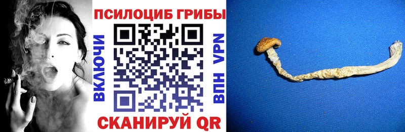 Псилоцибиновые грибы мицелий  KRAKEN зеркало  Крым  закладки 